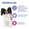 Chien Multi-Benefit