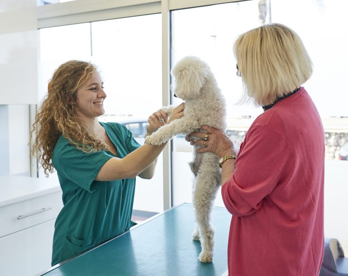 Troubles des articulations et de la mobilité chez le chien