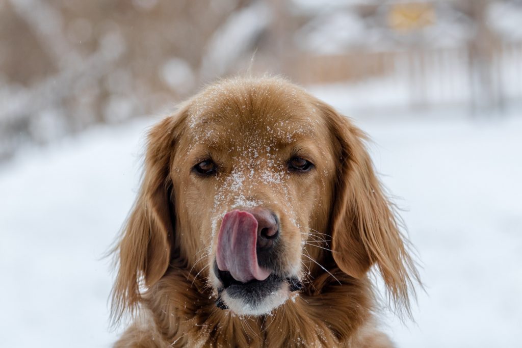 chien mignon dans la neige hiver