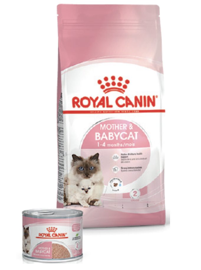 royal canin chaton