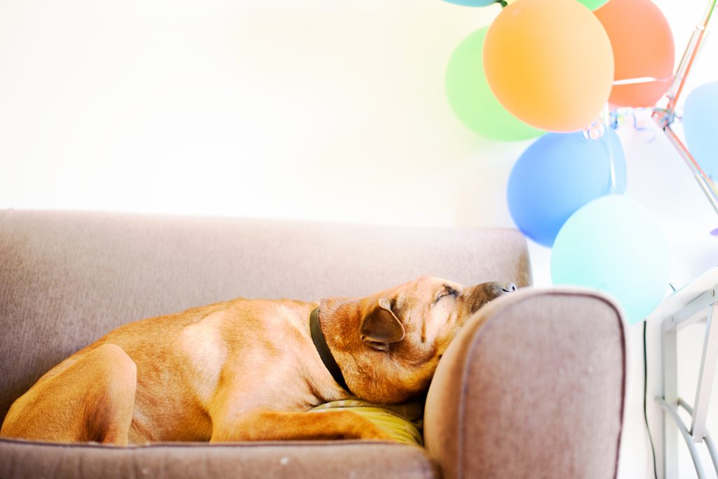 chien dort ballon anniversaire