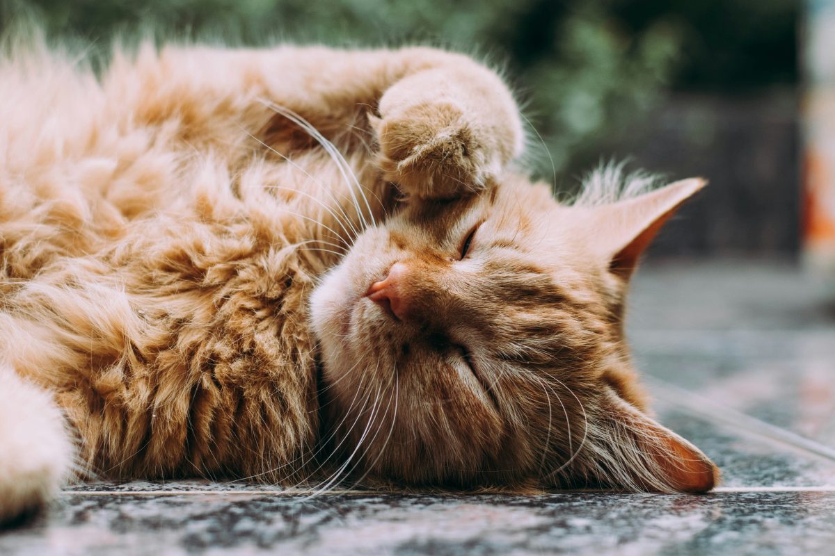 L’importance des protecteurs cornéens chez le chien et le chat