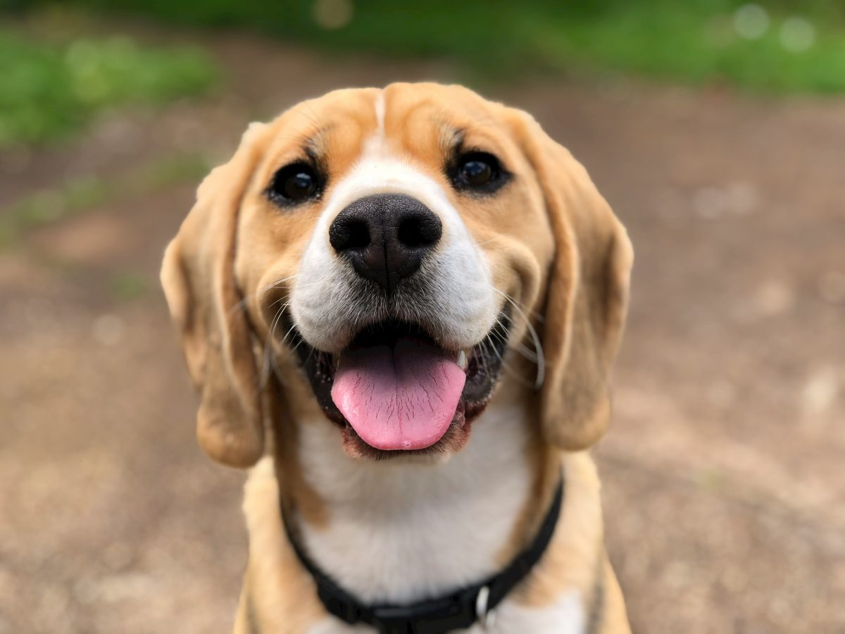 Les probiotiques et prébiotiques chez le chat et le chien