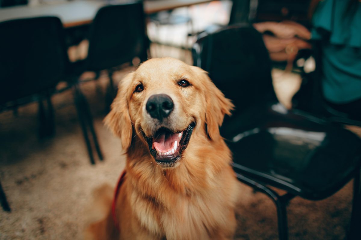 La dermatite atopique chez le chien : comment la gérer ?