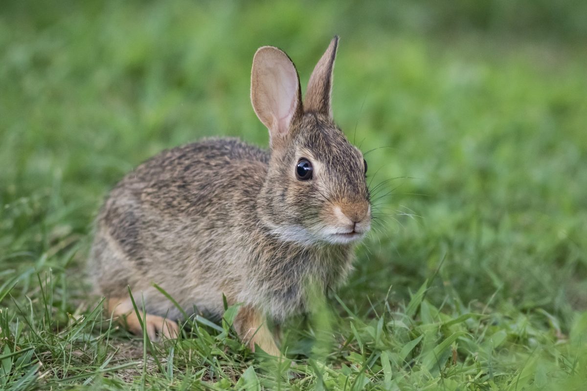 Que faire si mon lapin trie ses aliments ?