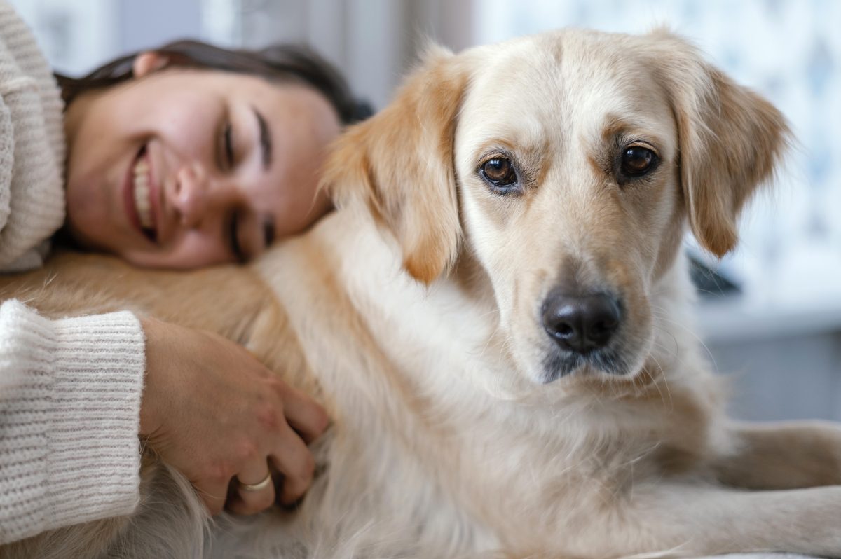 L’importance de l’identification de votre chien ou votre chat