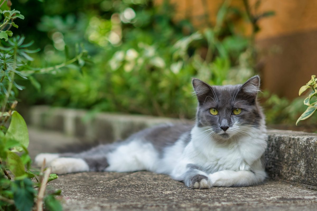 L’impact des changements climatiques sur nos chiens et chats