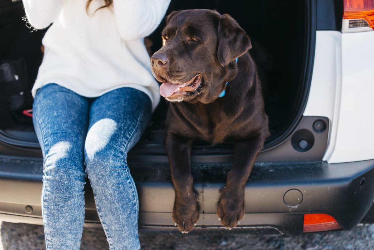 Les dangers du garage pour votre chien ou chat