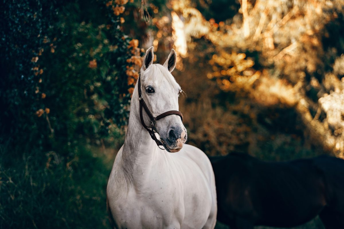 Centaura, le répulsif anti-insecte pour les chevaux