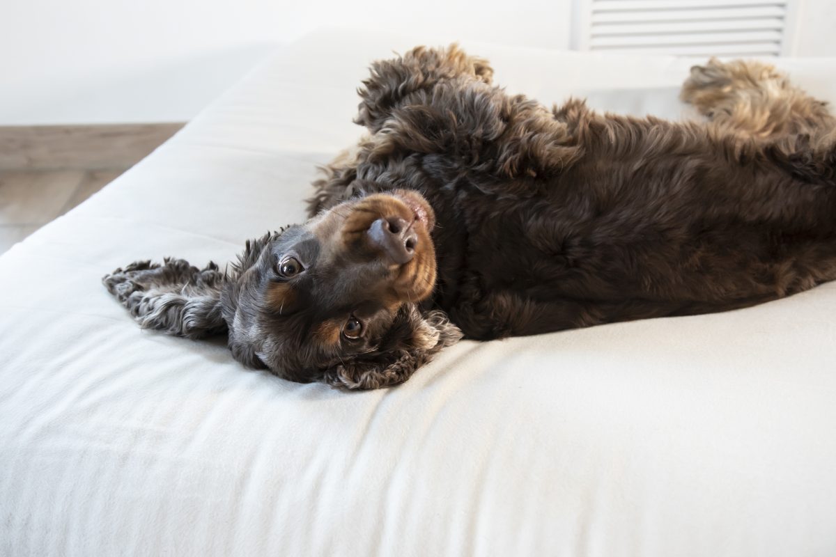 Des conseils pour une barrière cutanée saine chez le chien