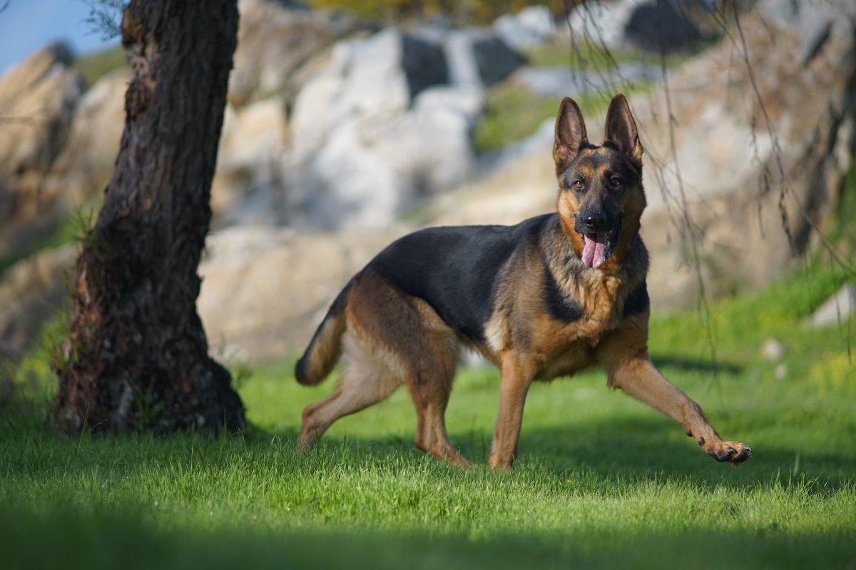 Les avantages de la stérilisation des chiens mâles