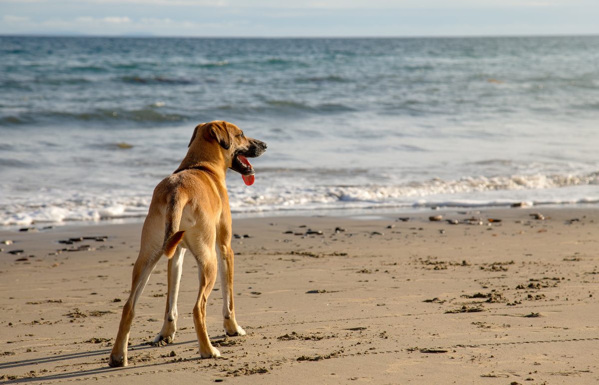 Le souffle au coeur chez le chien