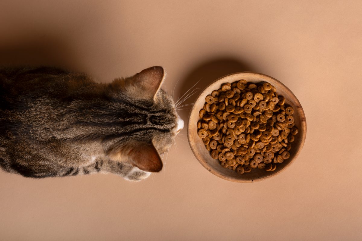 Choisir l’alimentation adaptée pour son chien ou son chat stérilisé 