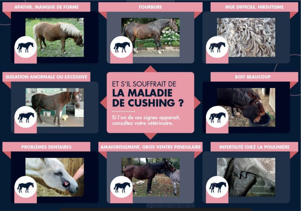 les differents symptômes de la maladie de Cushing chez les chevaux 