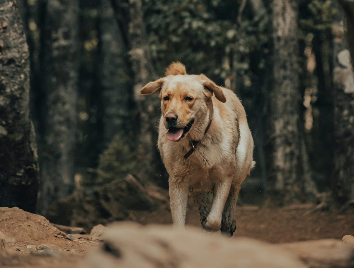 Soulager les douleurs articulaires chez les chiens : guide complet