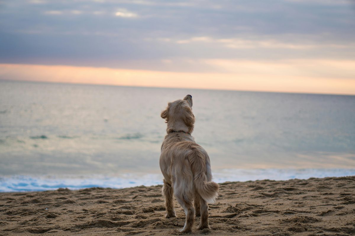 Guide sur les aliments complémentaires chondroprotecteurs pour soutenir la mobilité de votre chien