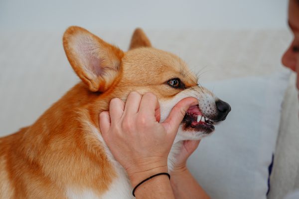 Mon chien a mauvaise haleine. Comment faire pour éviter ce phénomène ?