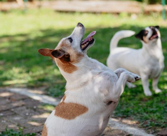 Prendre Soin des Dents de Votre Chien : Prévenir l’Apparition du Tartre