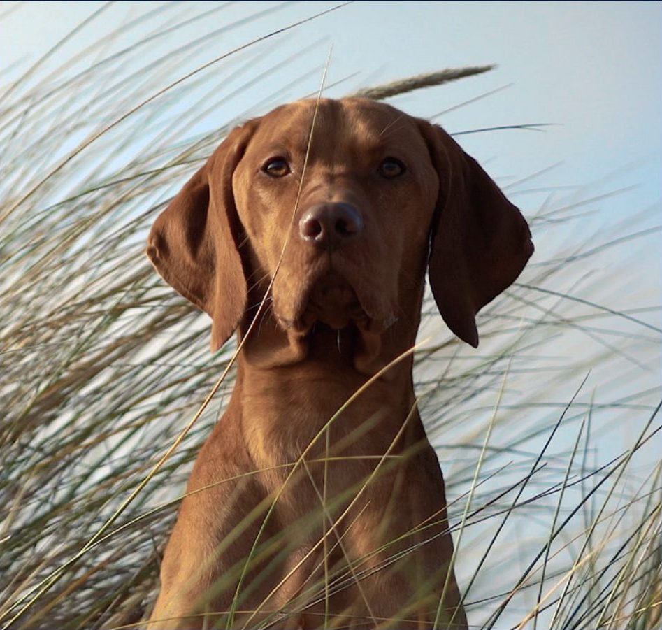 Dérèglement climatique : nos chiens sont aussi concernés !