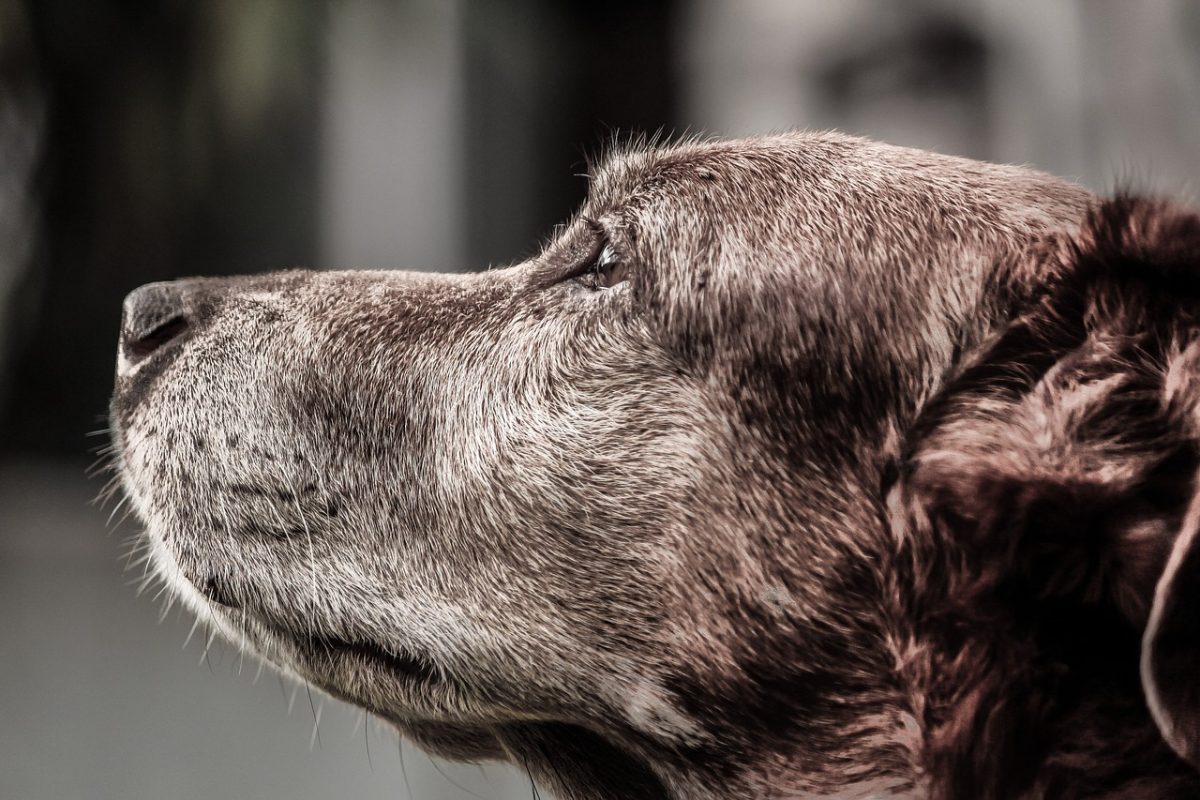 Comment bien choisir l’alimentation de mon chien senior?