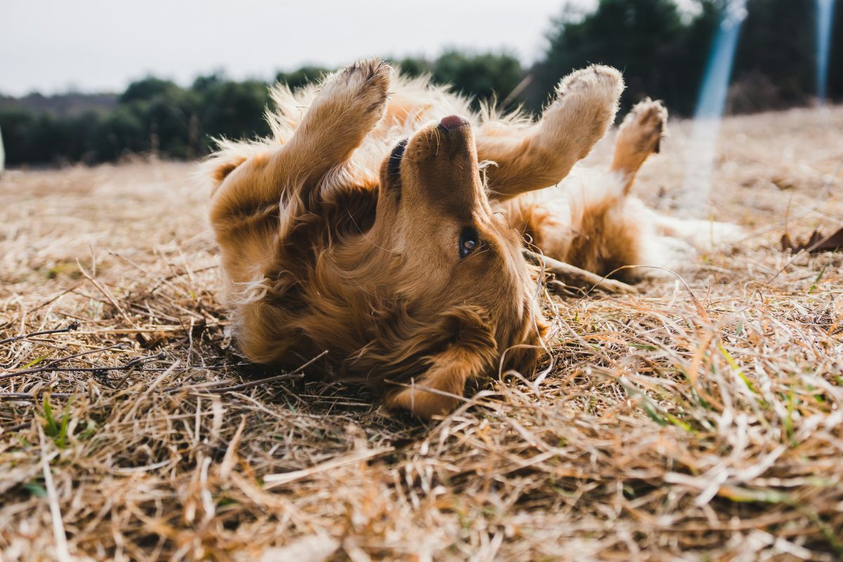 Prendre soin de la peau de votre chien en adoptant les bons gestes