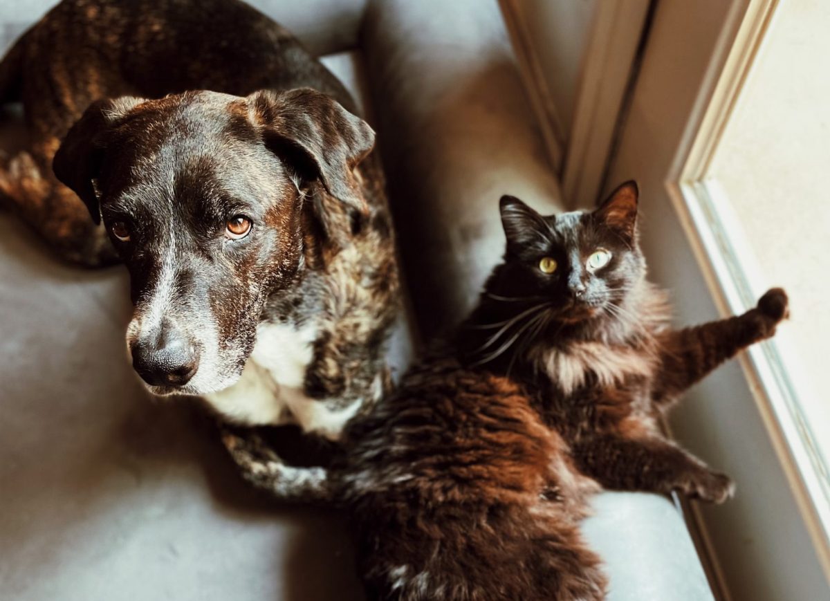 Protégez vos animaux des allergies : le spray Allergone contre les acariens de la maison